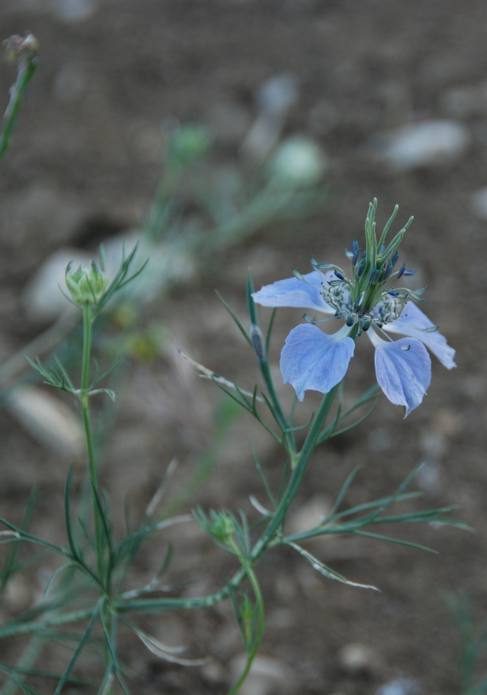 Image of Nigella arvensis specimen.