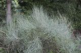 Ephedra equisetina