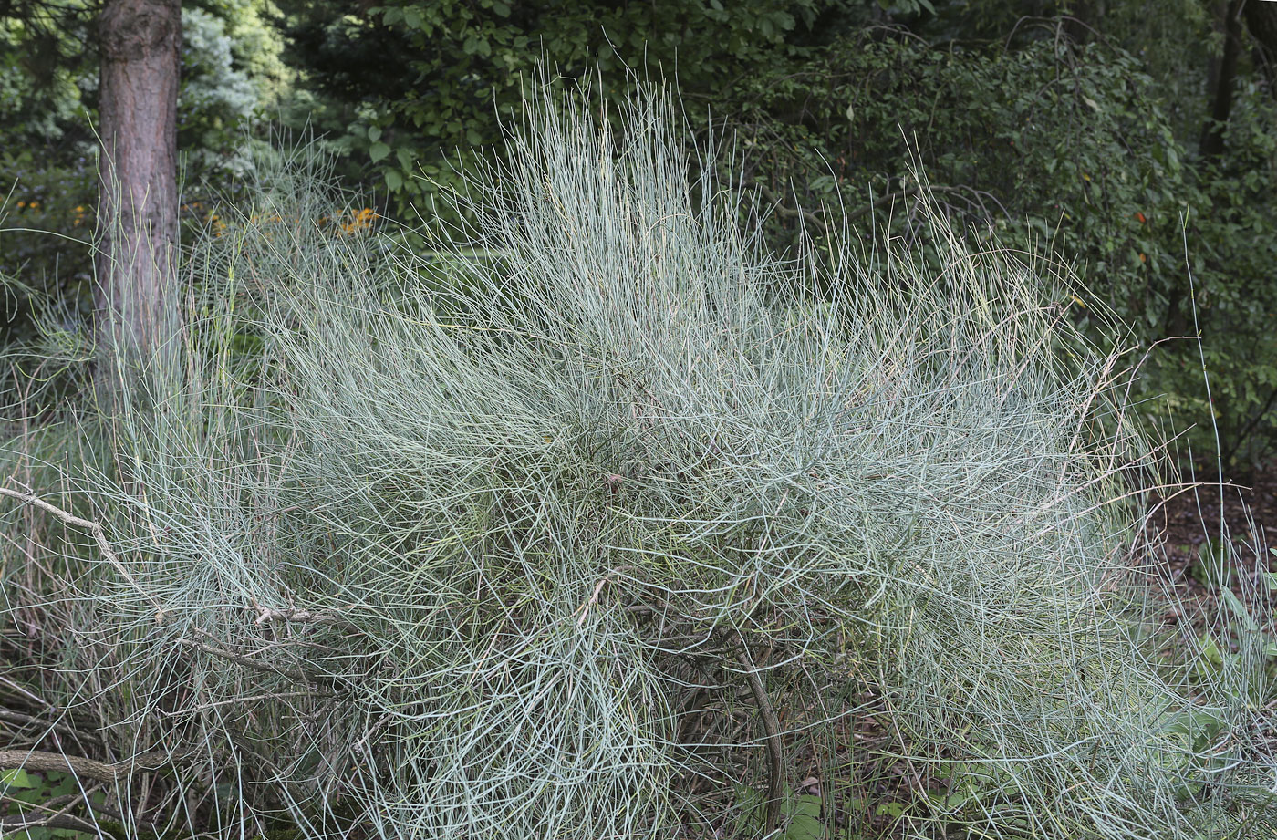 Image of Ephedra equisetina specimen.