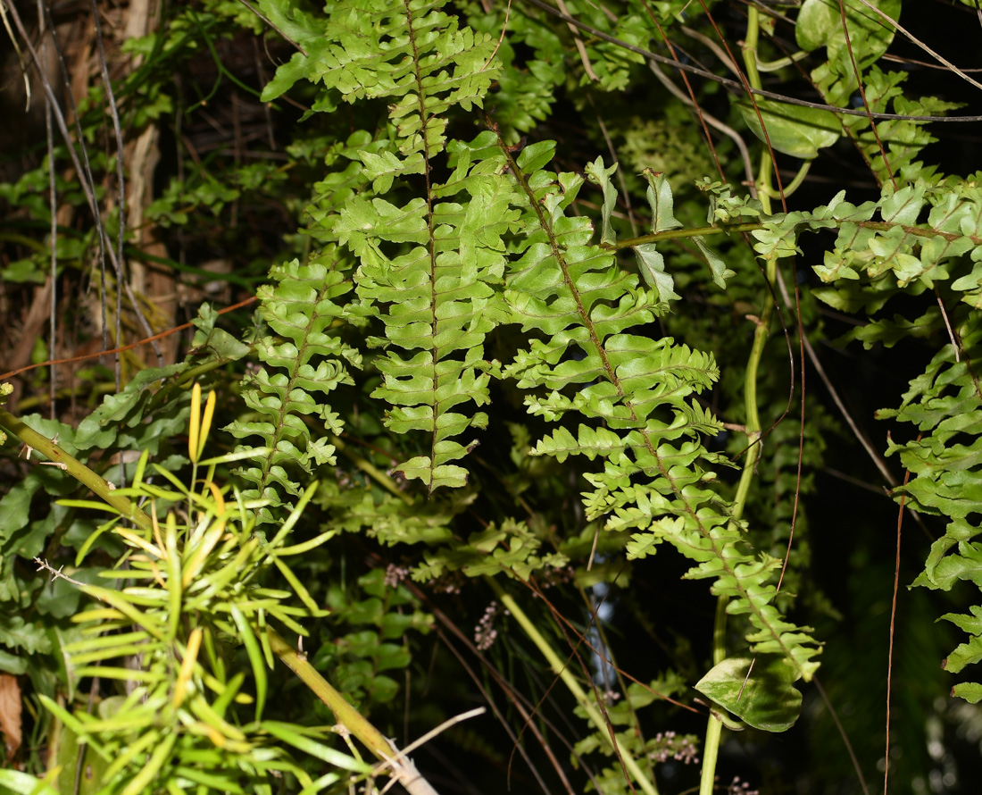 Image of Nephrolepis exaltata specimen.