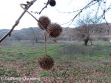 Platanus orientalis