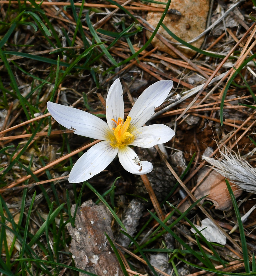 Изображение особи Crocus hermoneus.