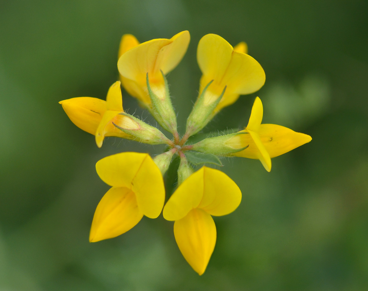 Image of Lotus caucasicus specimen.