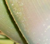 Aloe buhrii