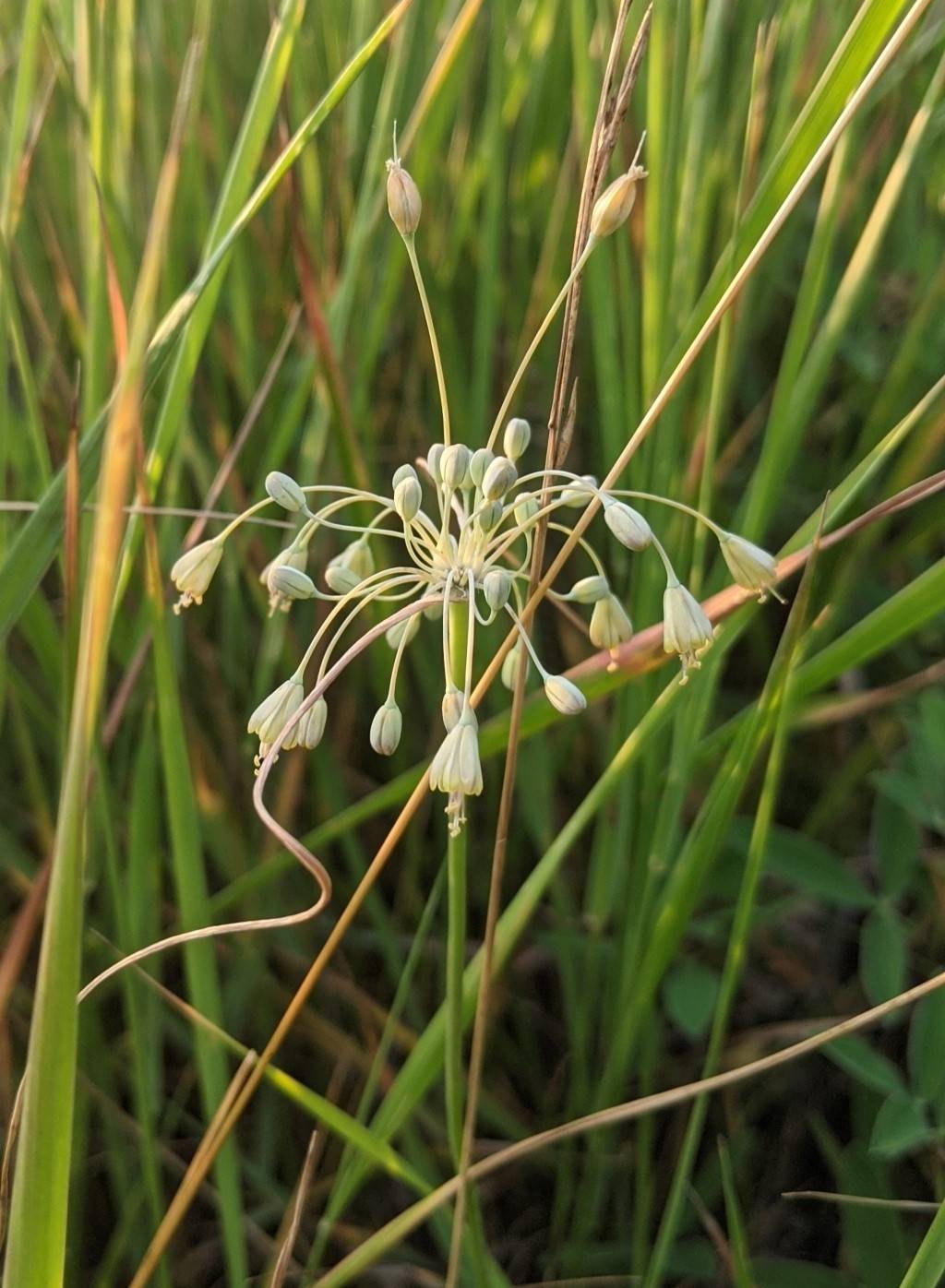 Изображение особи Allium paczoskianum.