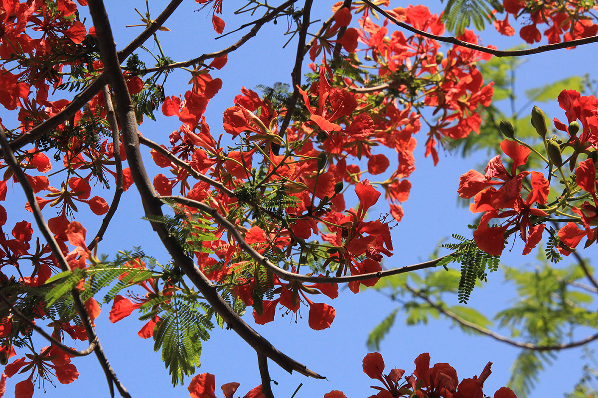 Image of Delonix regia specimen.