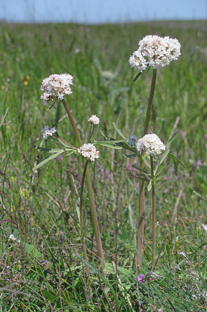 Image of Valeriana tuberosa specimen.