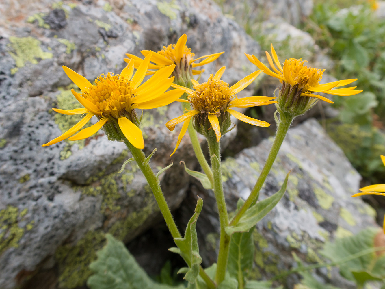 Изображение особи Senecio taraxacifolius.