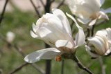 genus Magnolia