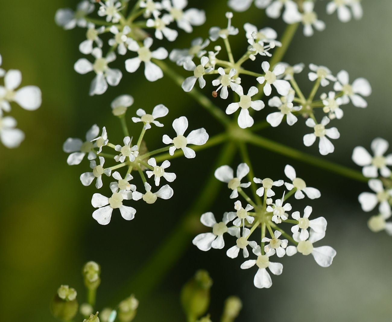 Изображение особи семейство Apiaceae.