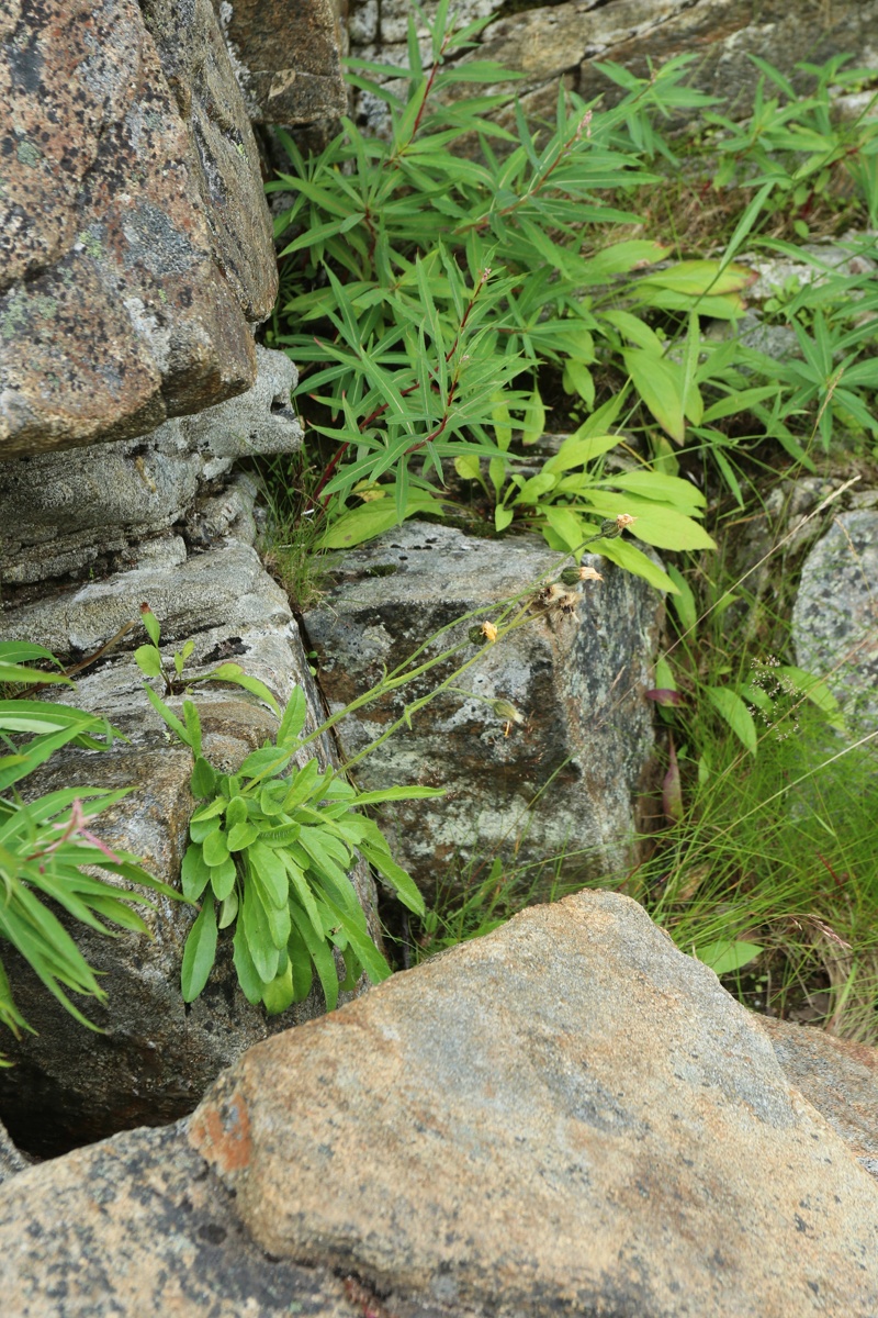 Image of Hieracium glabriligulatum specimen.