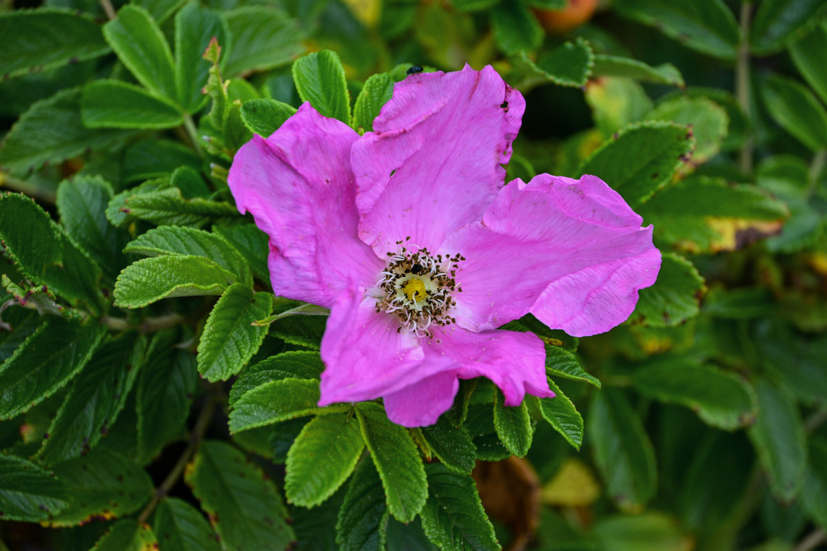 Image of Rosa rugosa specimen.