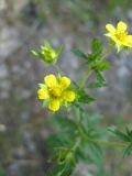 Potentilla argentea. Верхушка побега с цветами. Свердловская обл., Режевской ГО, пос. Озерный. 02.07.2010.