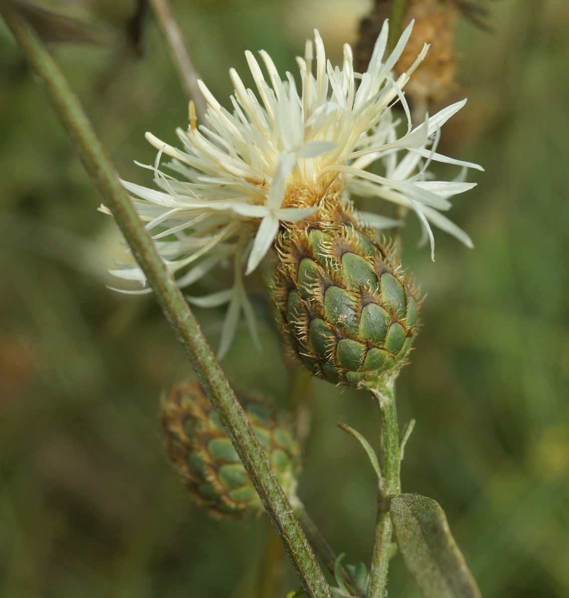 Изображение особи Centaurea rigidifolia.