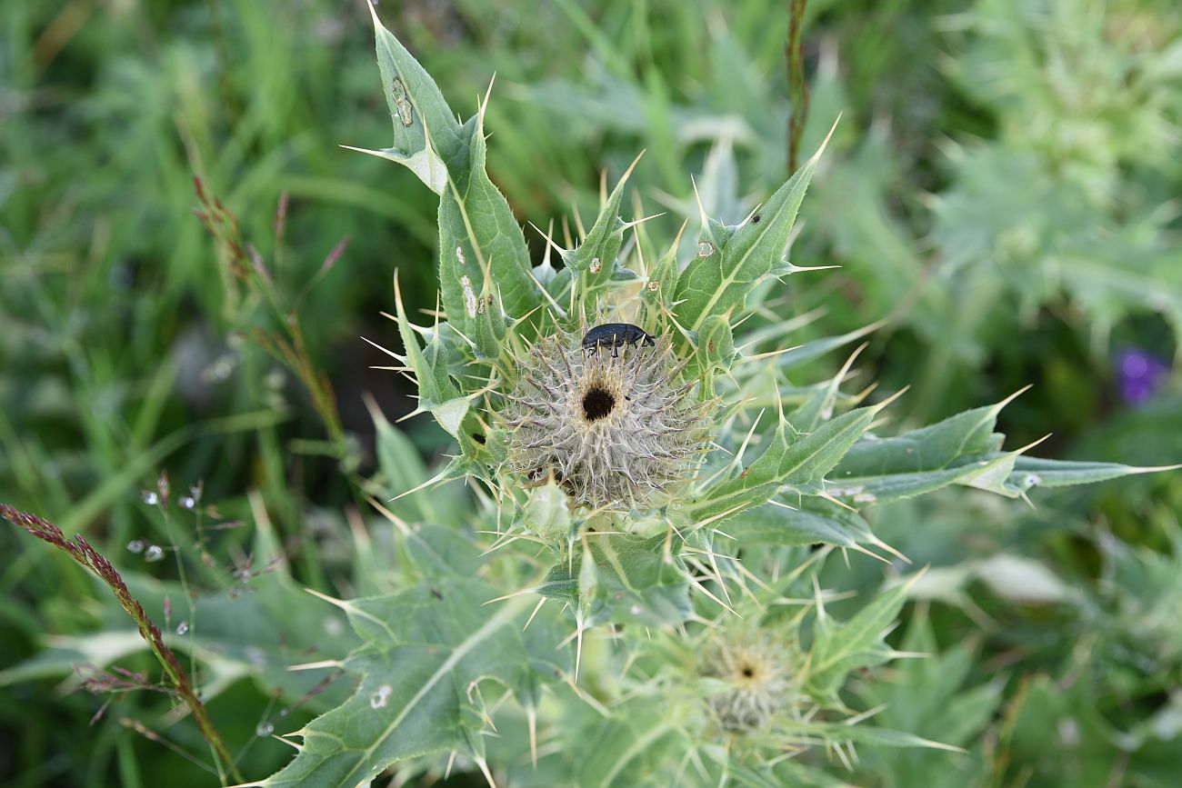 Изображение особи Cirsium pugnax.