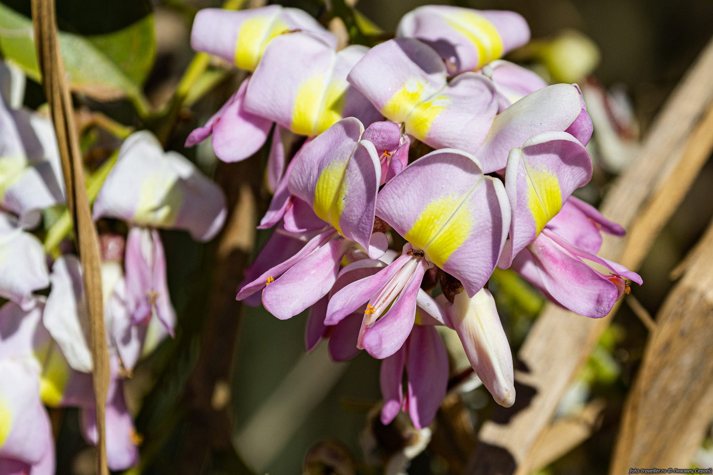 Image of familia Fabaceae specimen.