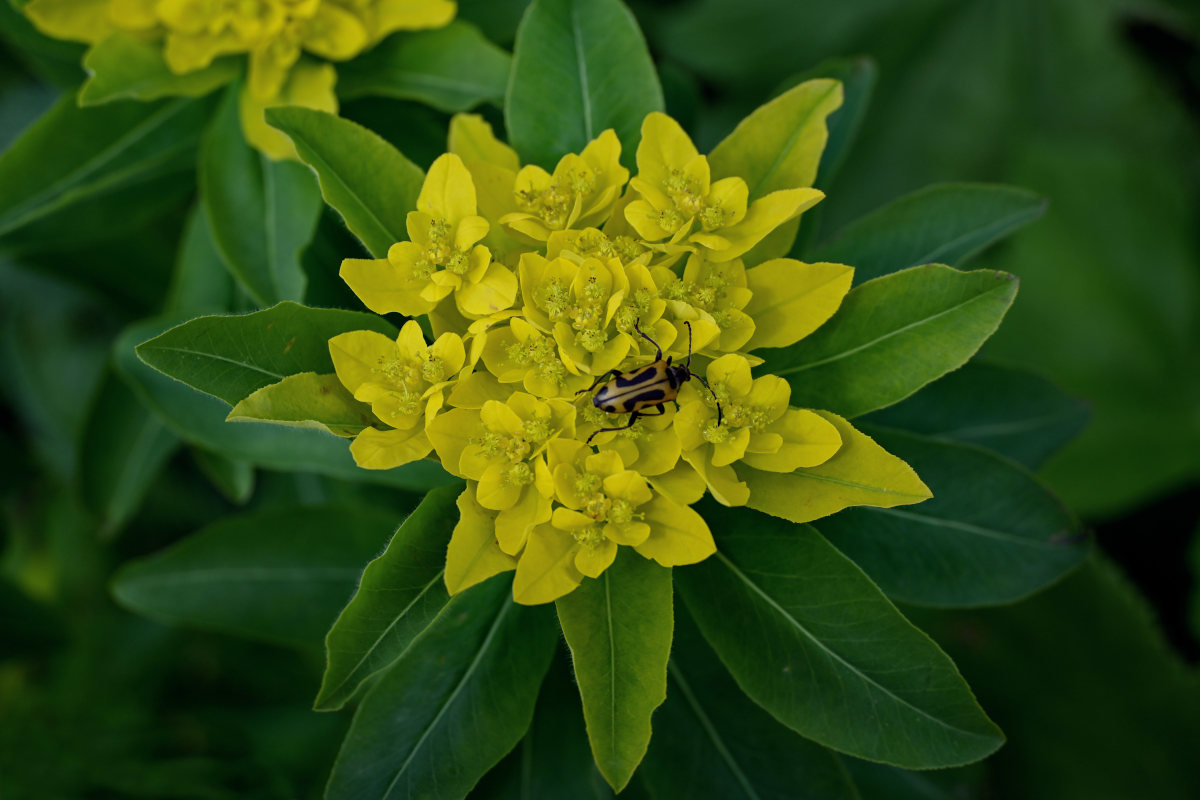 Image of Euphorbia pilosa specimen.