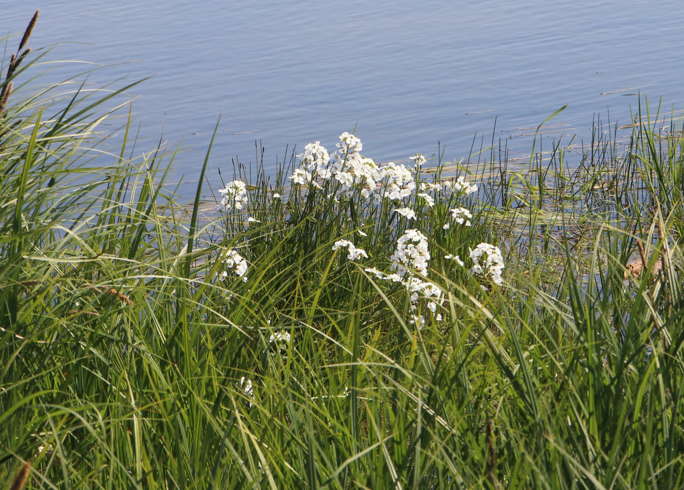 Image of Cardamine pratensis specimen.