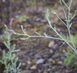 Centaurea diffusa. Верхушка веточки с развивающимися соцветиями. Пермский край, Кунгурский муниципальный округ, село Моховое, станция Иренский, между железнодорожными путями. 04.06.2023.