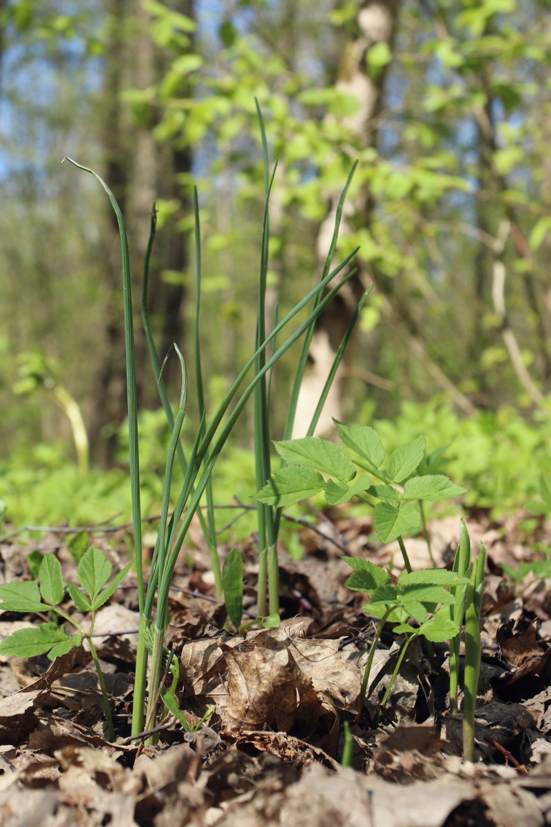 Изображение особи Allium oleraceum.