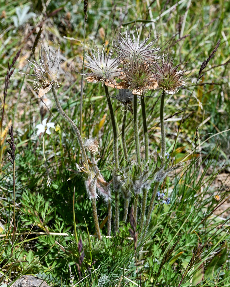 Изображение особи Pulsatilla campanella.