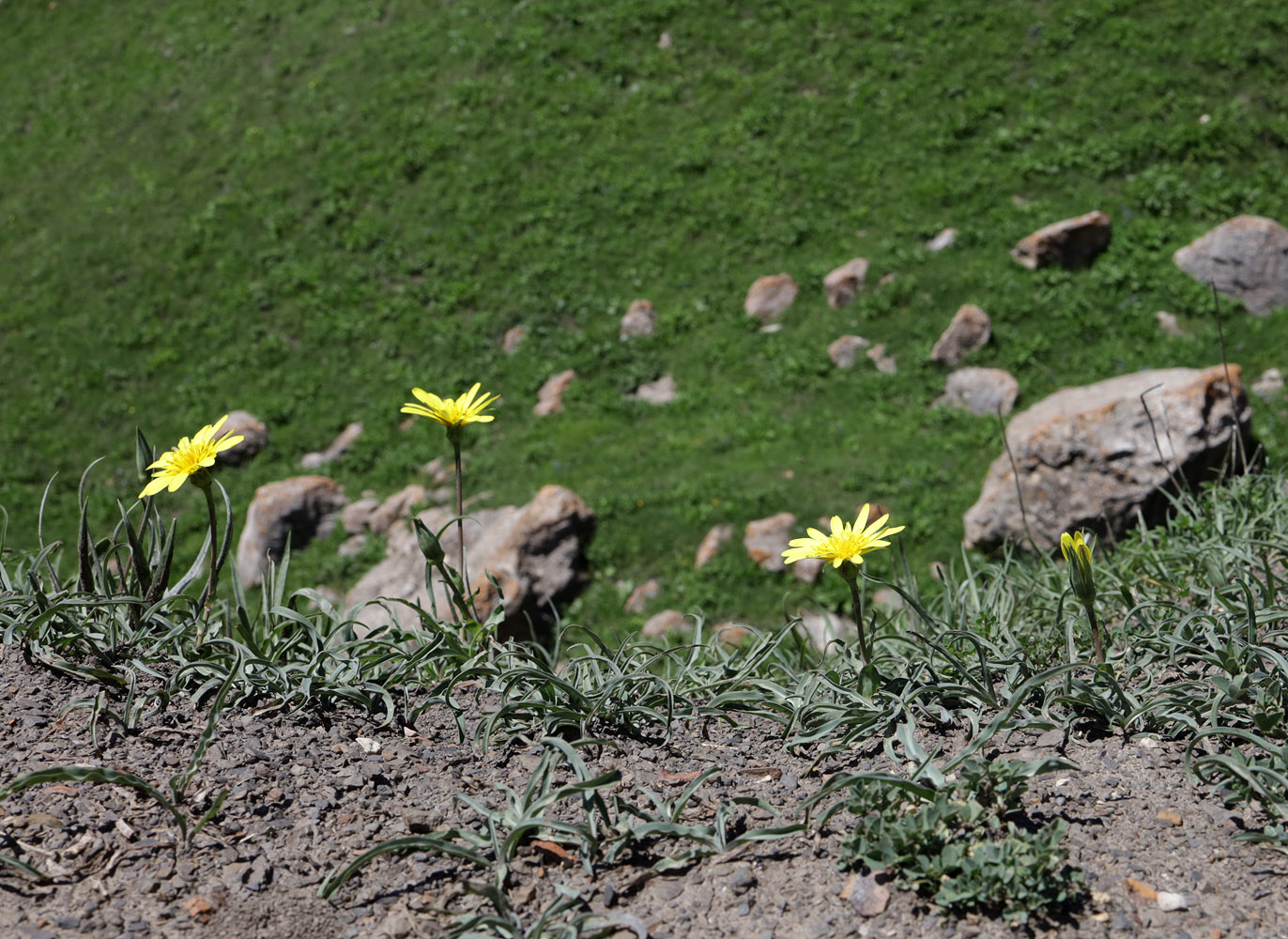 Изображение особи Tragopogon reticulatus.