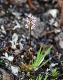 Tofieldia coccinea. Соцветие. Красноярский край, Таймырский Долгано-Ненецкий р-н, плато Путорана, устье р. Кутарамакан, каменистый склон. 26.07.2023.