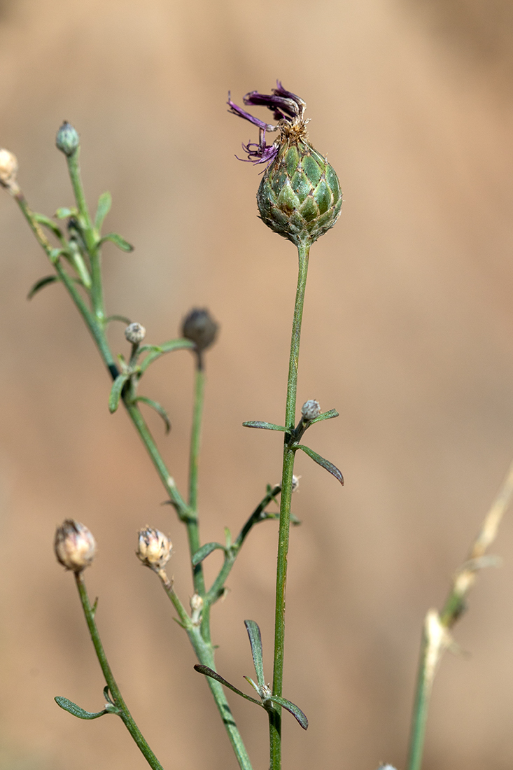 Изображение особи Centaurea adpressa.