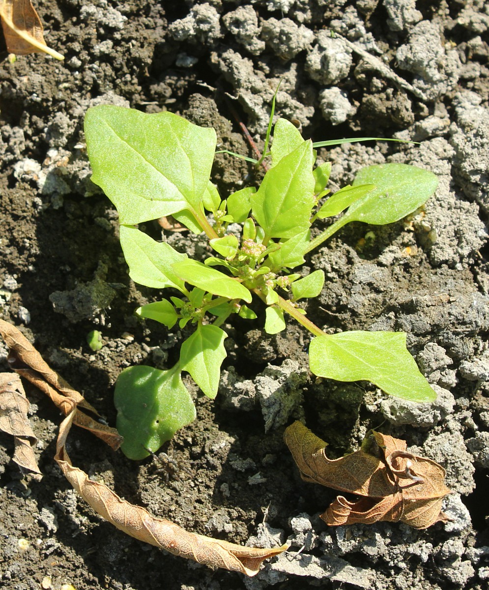 Image of Oxybasis chenopodioides specimen.