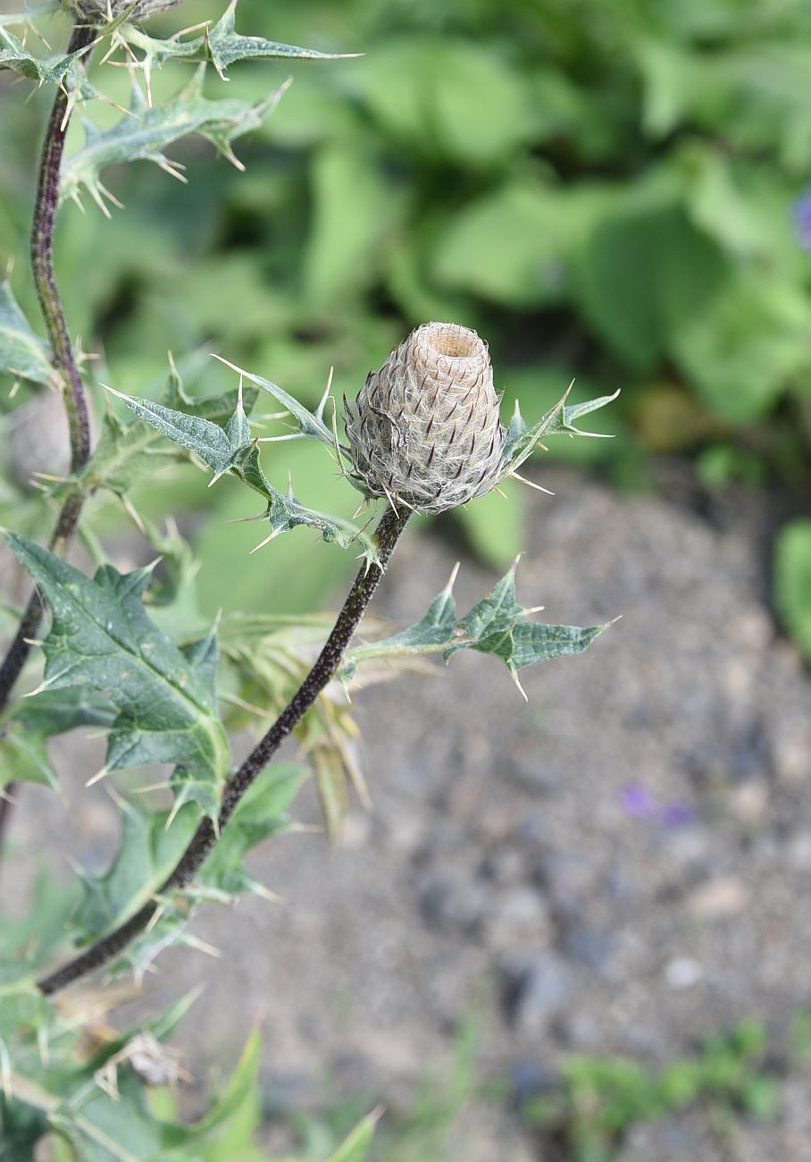 Image of Cirsium buschianum specimen.