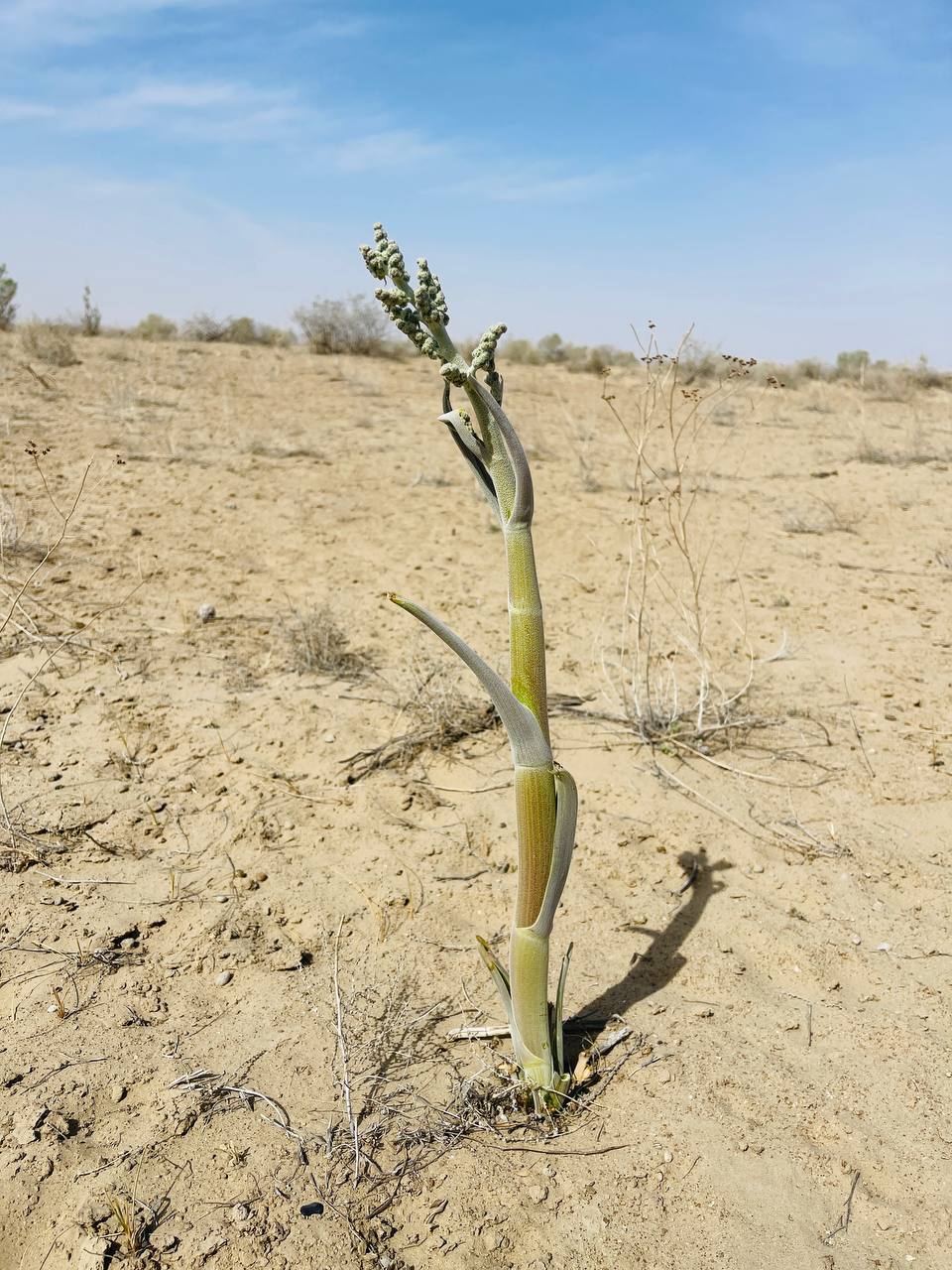 Image of Dorema sabulosum specimen.