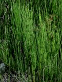 Equisetum arvense