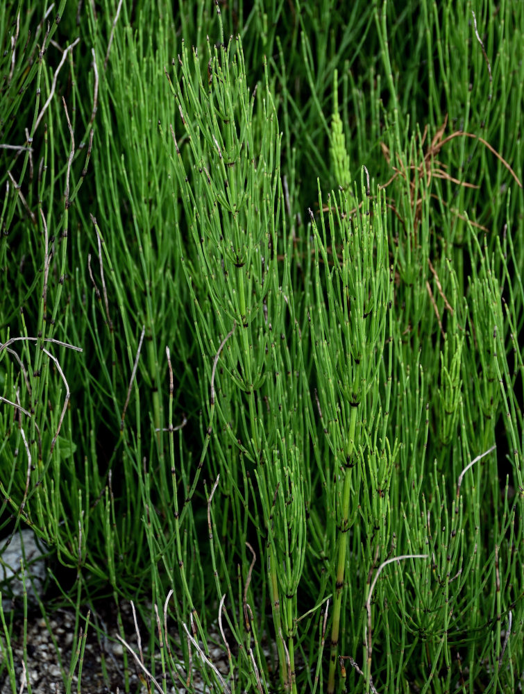 Изображение особи Equisetum arvense.