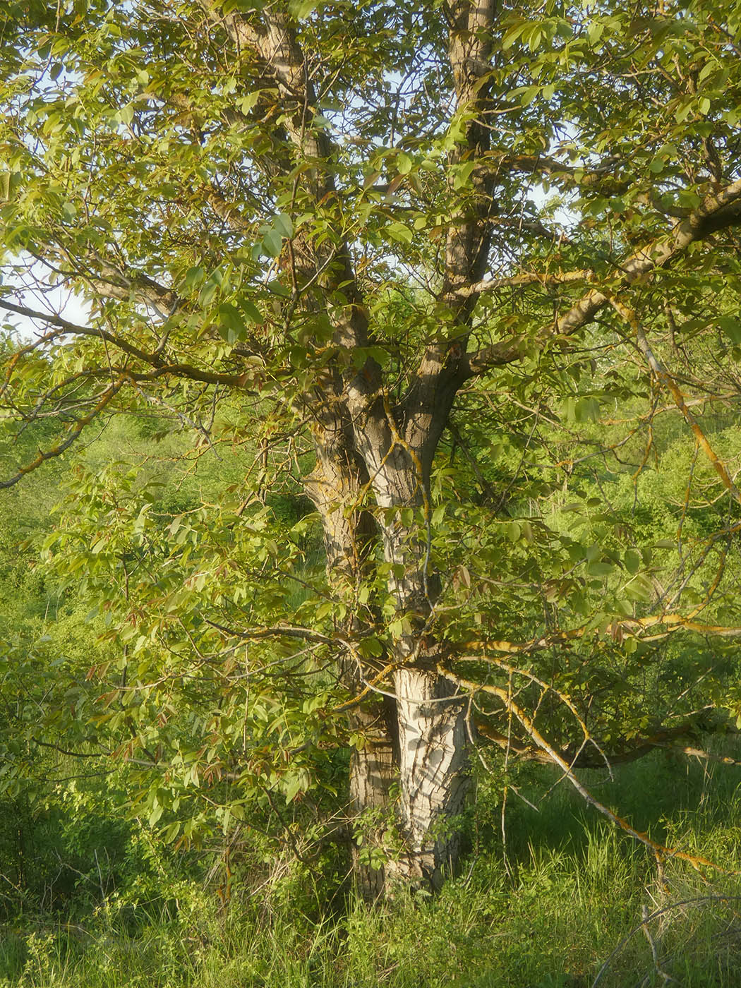 Изображение особи Juglans regia.