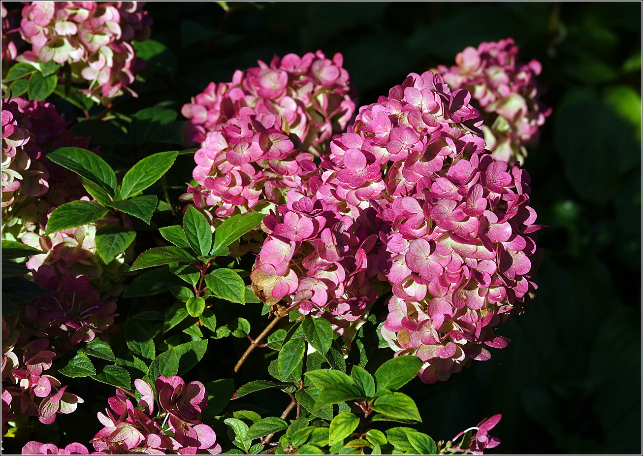 Image of Hydrangea paniculata specimen.