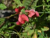 Lathyrus miniatus