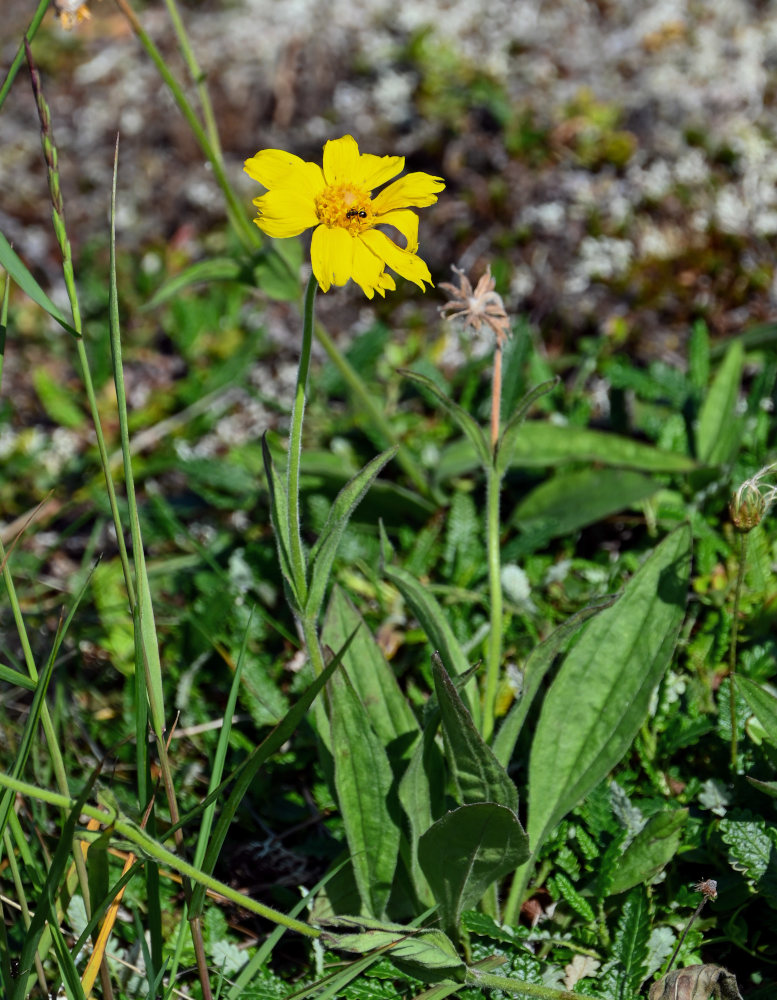 Изображение особи Arnica iljinii.