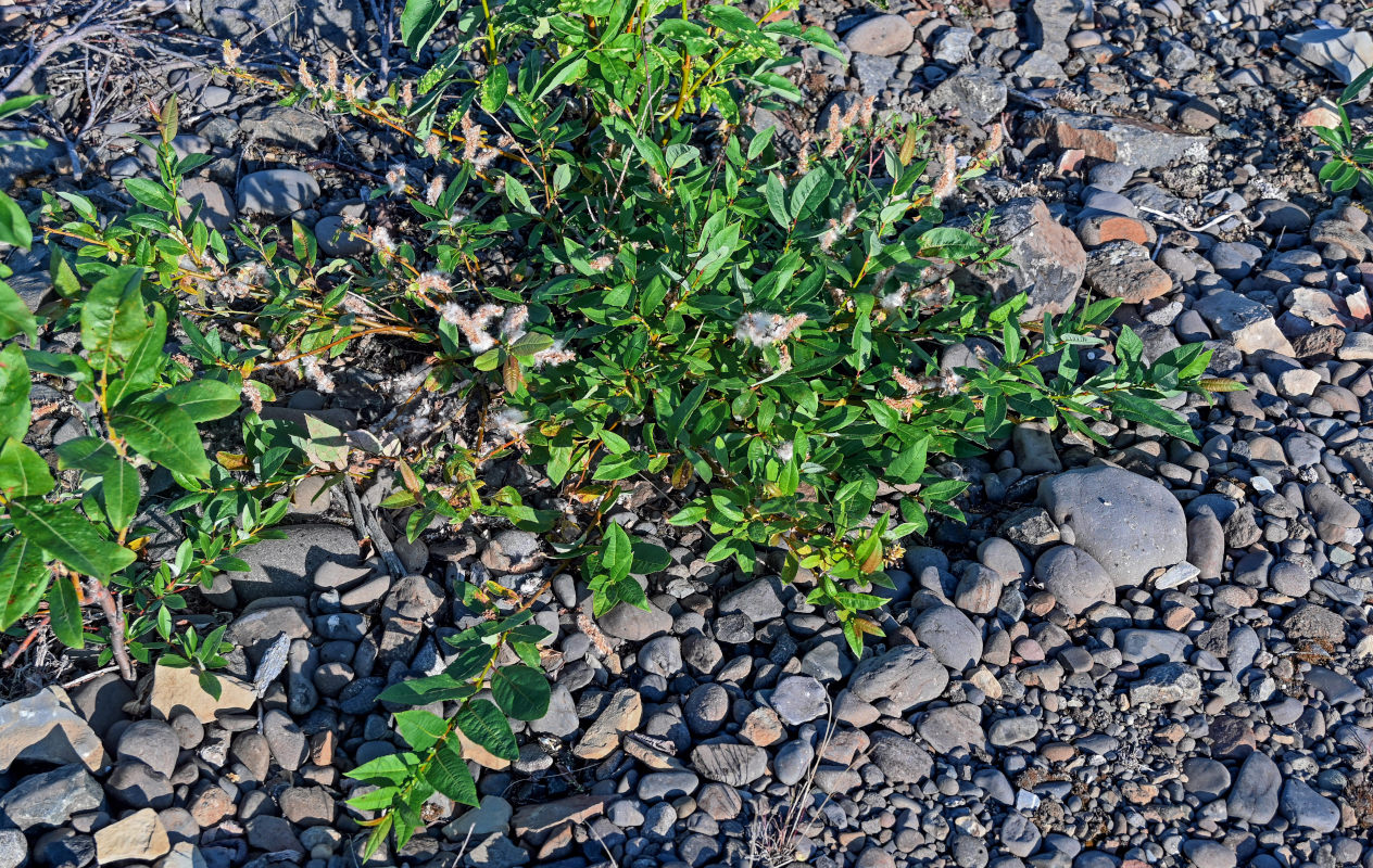 Image of genus Salix specimen.