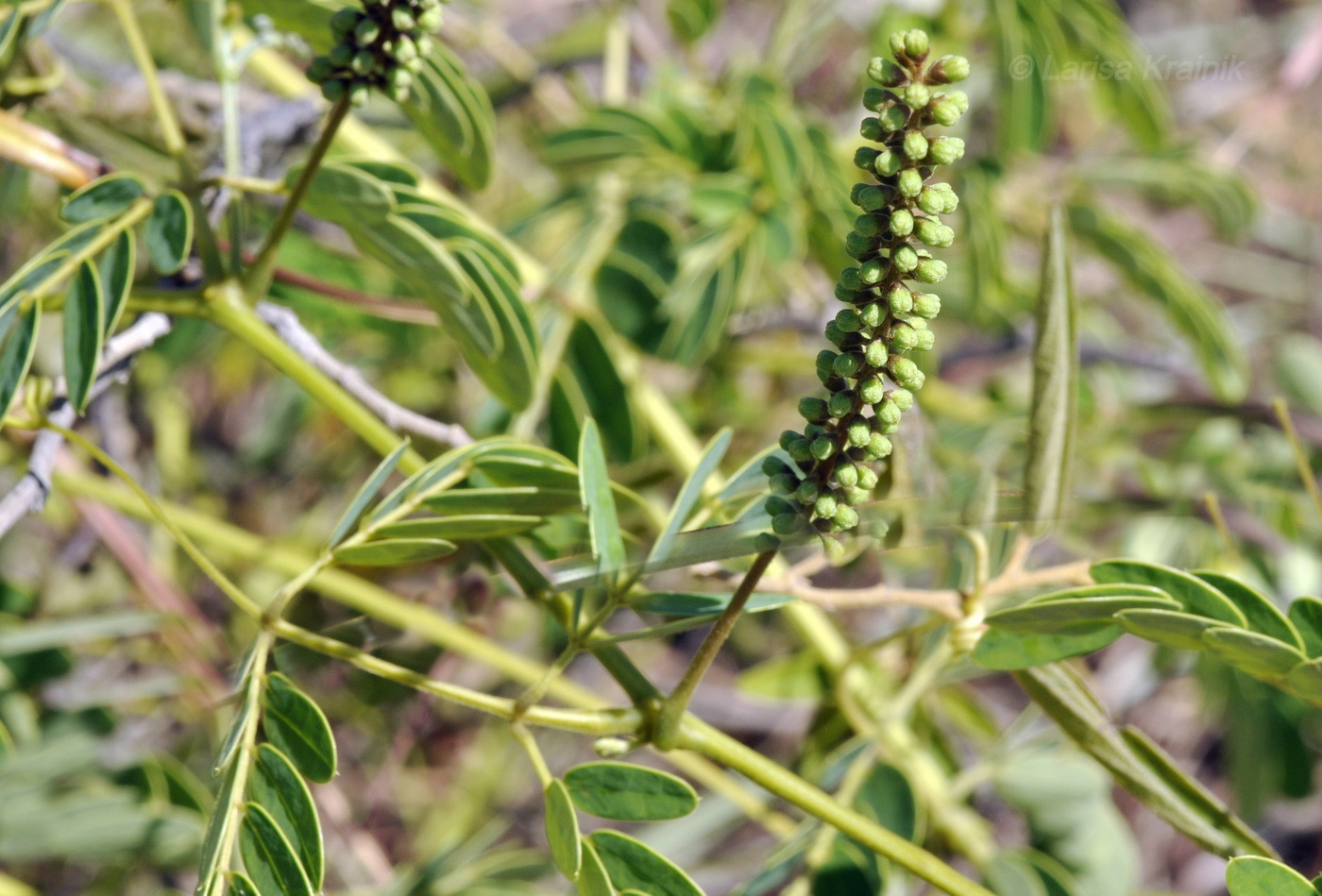 Image of familia Fabaceae specimen.