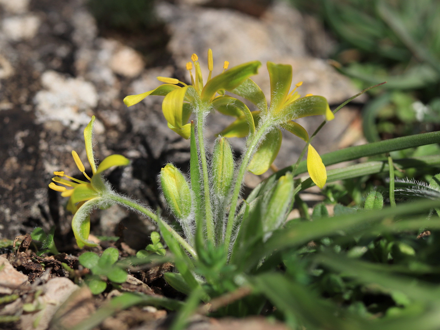 Image of Gagea granatellii specimen.