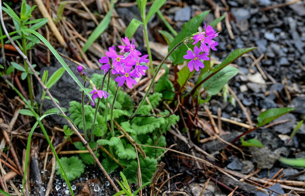 Изображение особи Primula cortusoides.