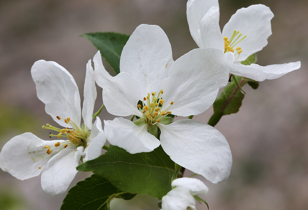 Изображение особи Malus mandshurica.