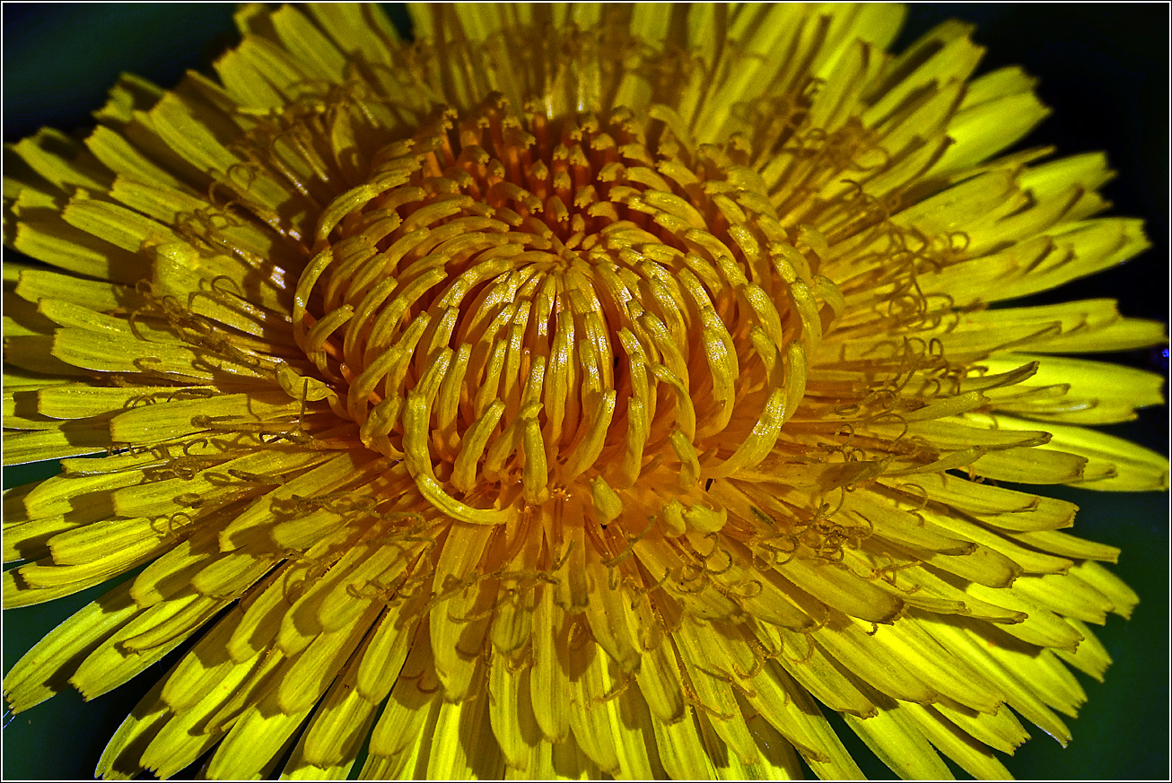 Image of Taraxacum officinale specimen.