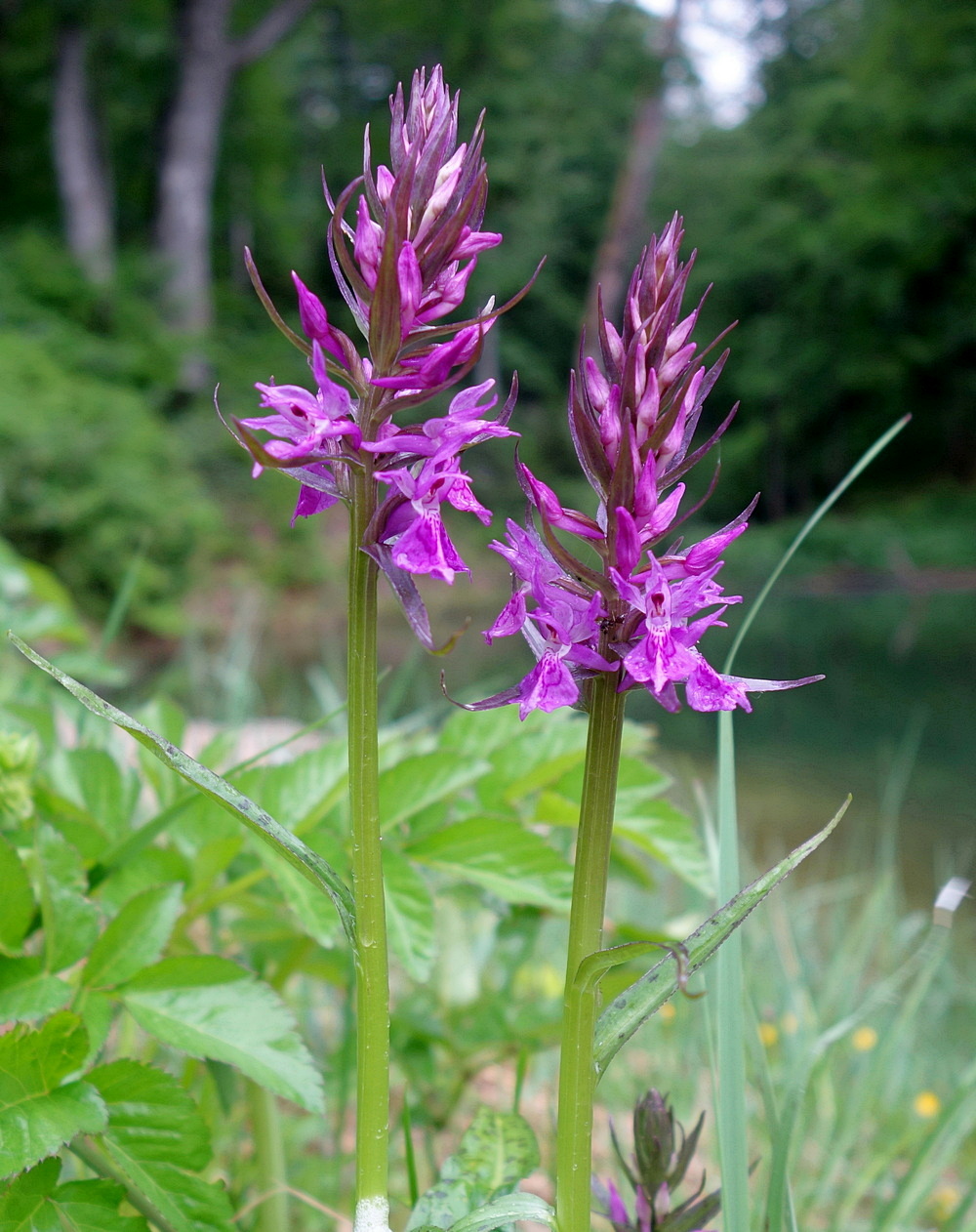 Изображение особи Dactylorhiza urvilleana.