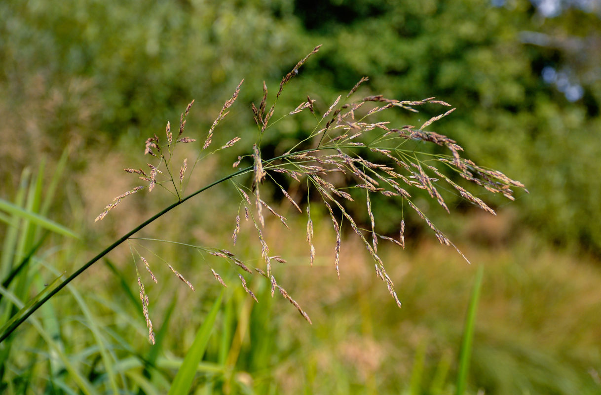 Image of Glyceria maxima specimen.