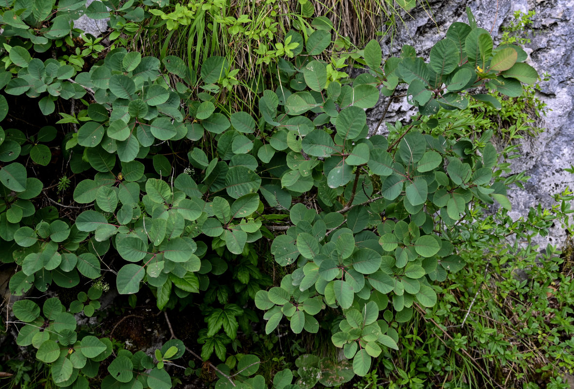 Image of Cotinus coggygria specimen.