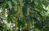 Pterocarya stenoptera. Соплодия и листья. Китай, Гуанси-Чжуанский автономный р-н, г. Синпин, опушка широколиственного леса. 01.06.2024.