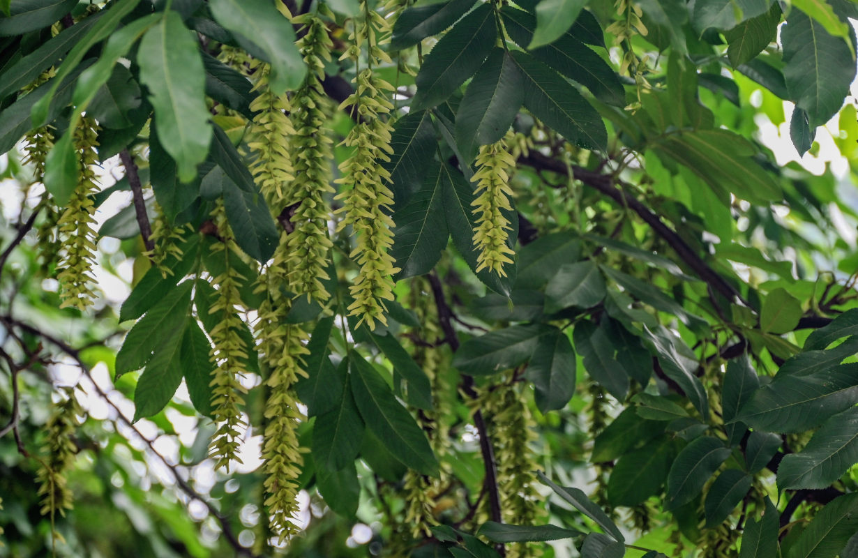 Изображение особи Pterocarya stenoptera.