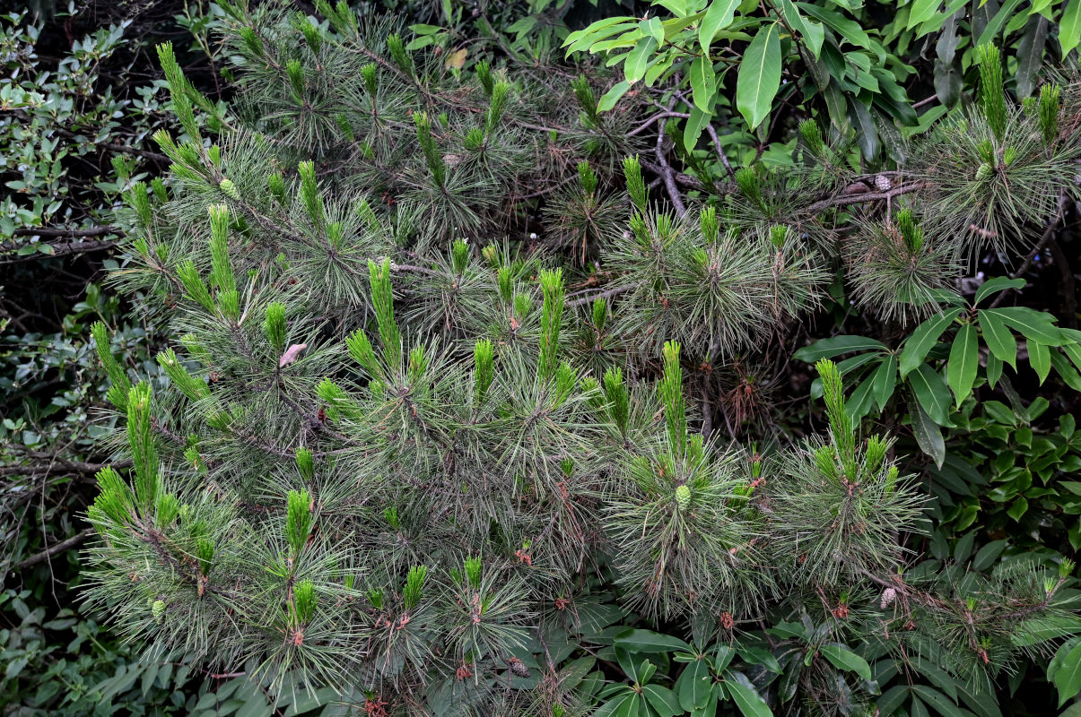 Изображение особи Pinus tabuliformis.