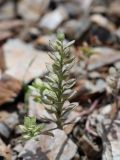 Alyssum szovitsianum